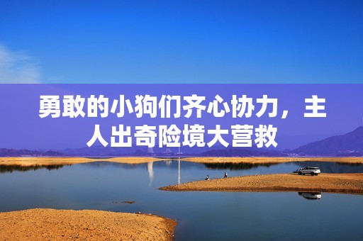 勇敢的小狗们齐心协力，主人出奇险境大营救